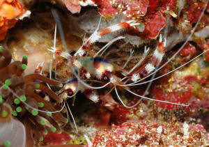 What do crustaceans eat?